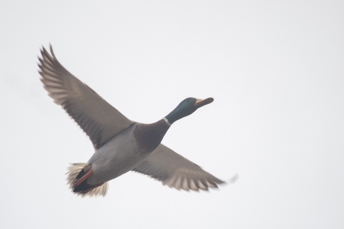 Зэрлэг нугас - ML646755865