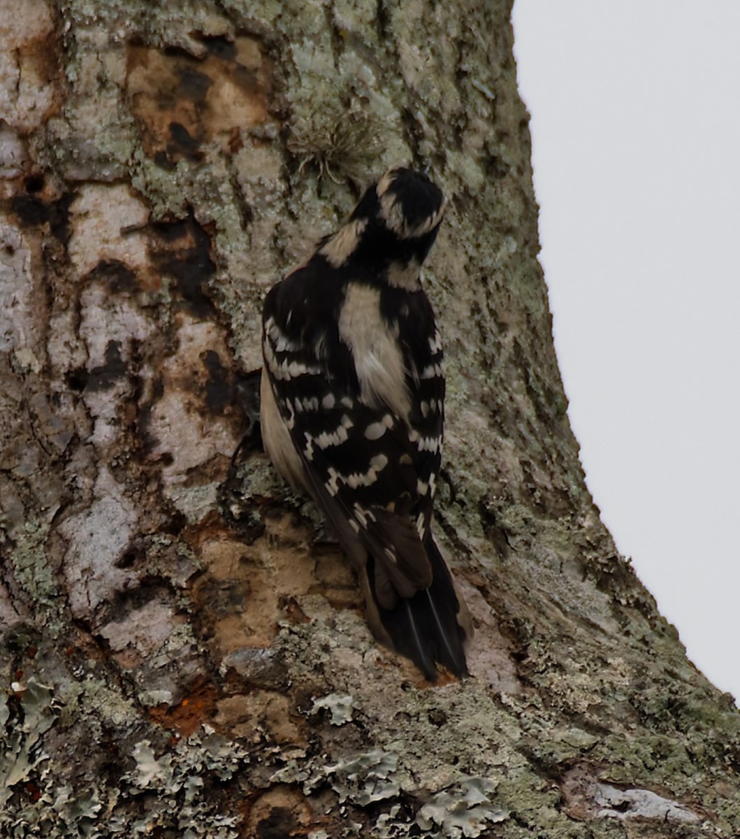 セジロコゲラ - ML646755866