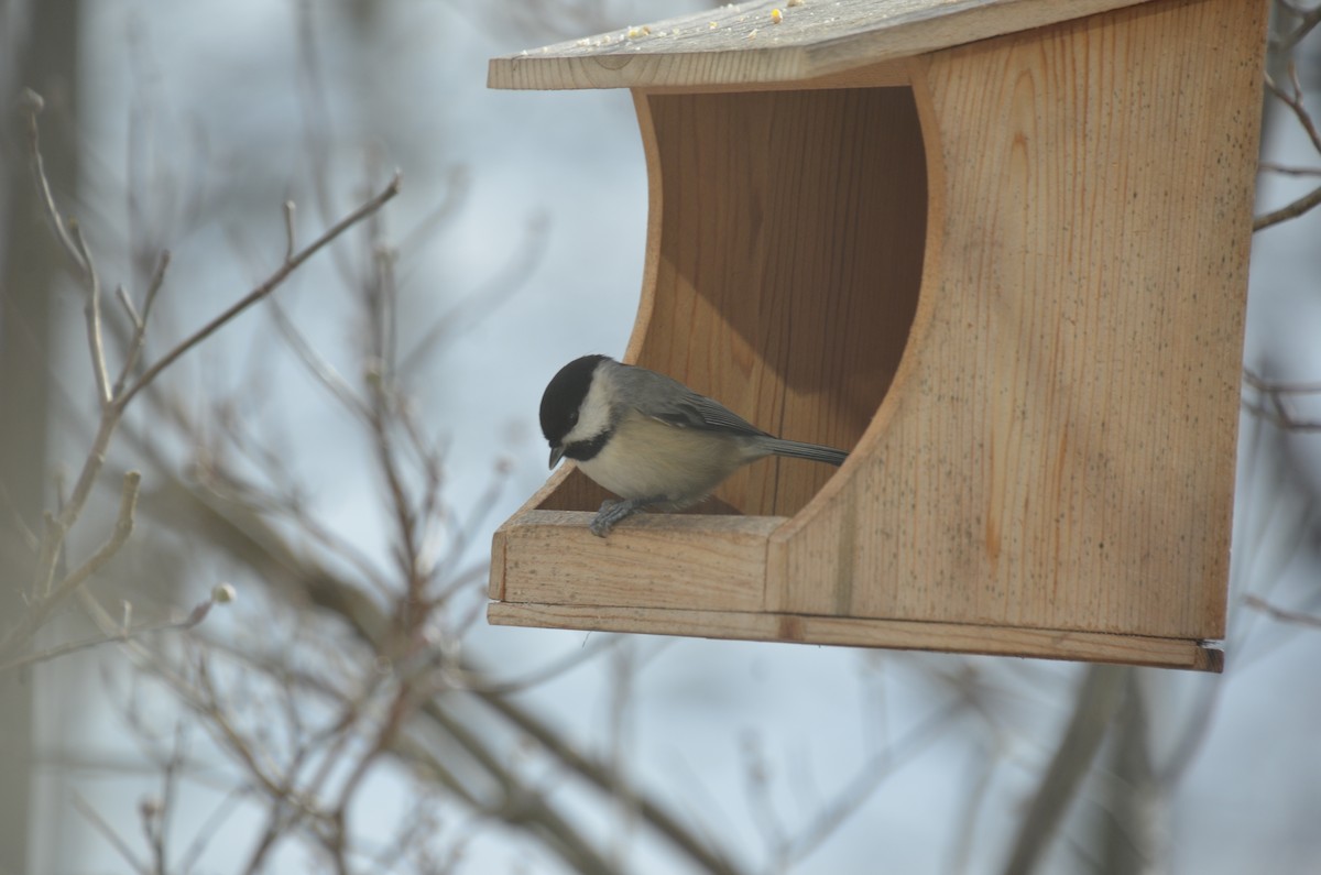 Carolina Chickadee - ML646755867