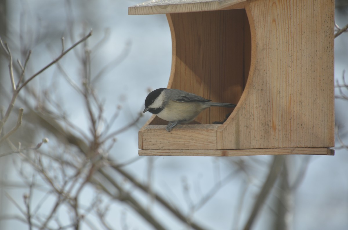 Carolina Chickadee - ML646755868