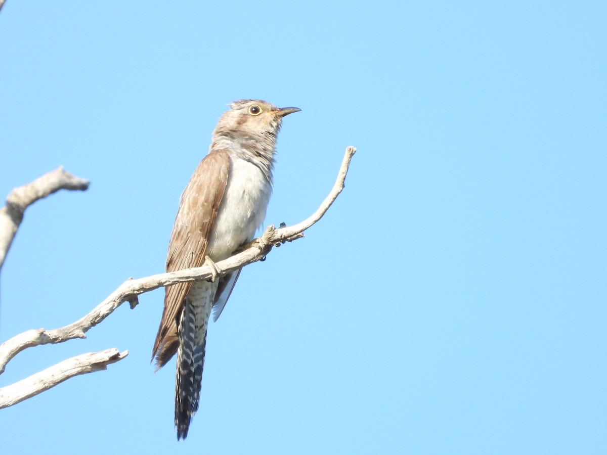 kukačka australská - ML646755869