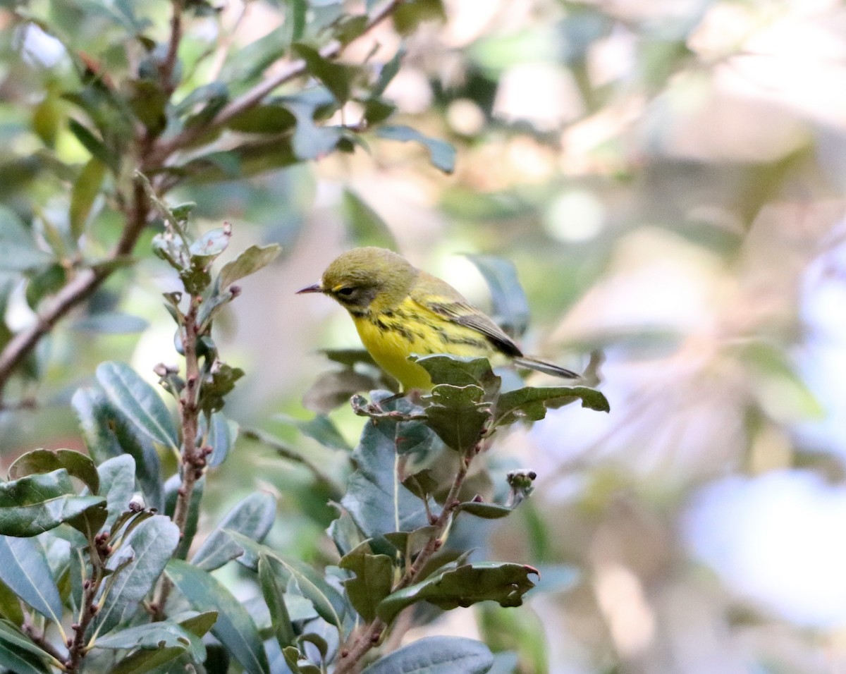 Prairie Warbler - ML646755874