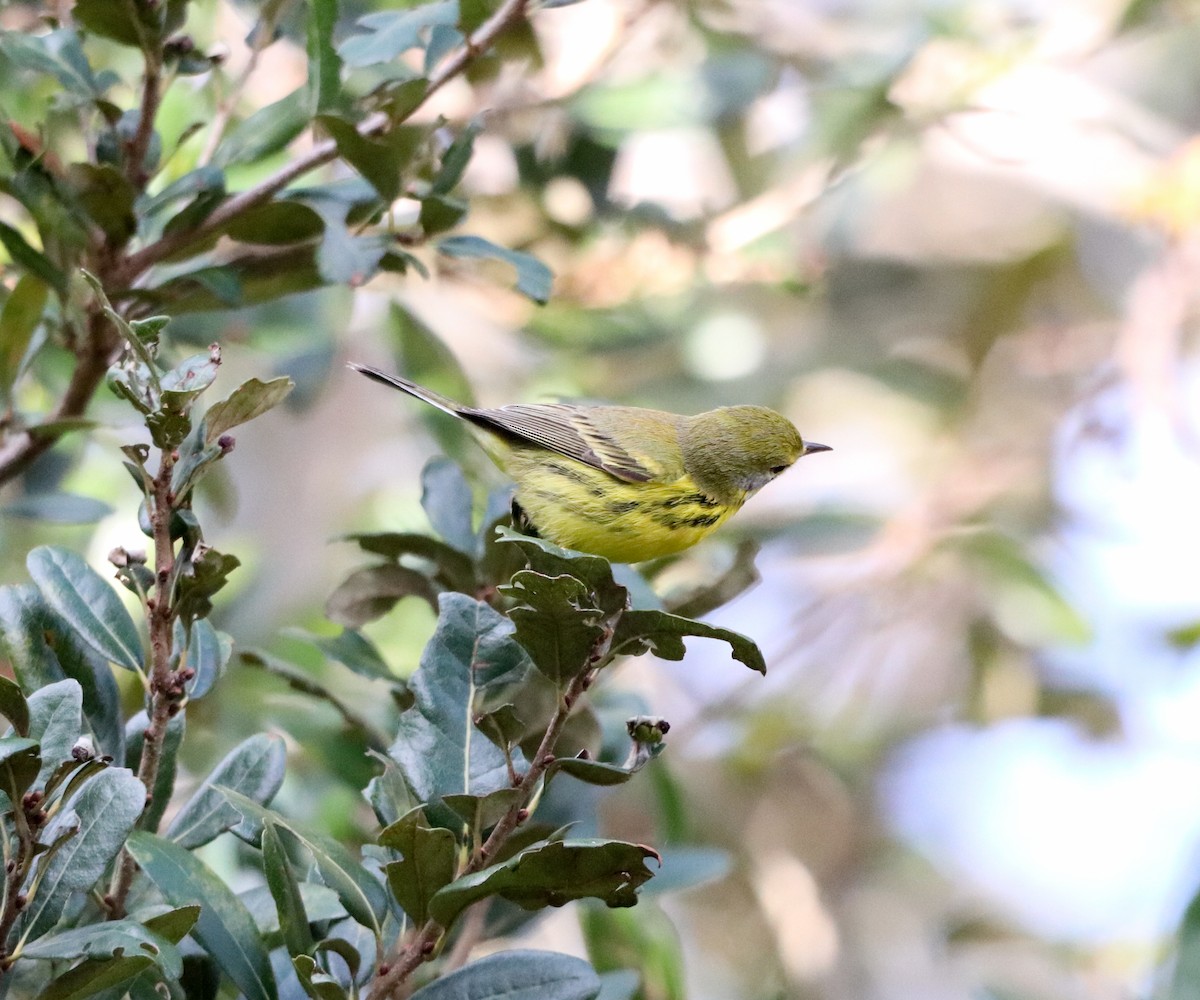 Prairie Warbler - ML646755875