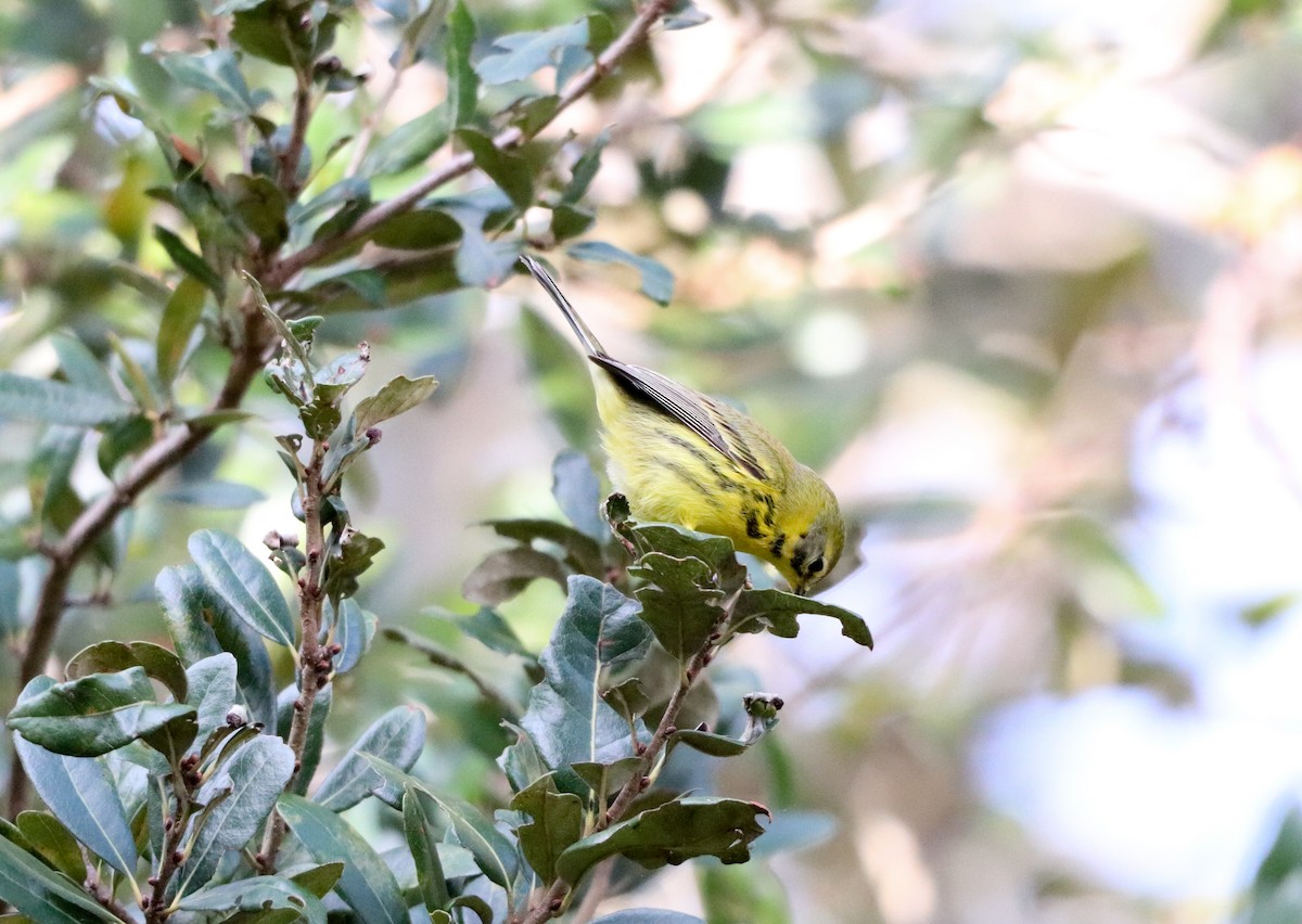 Prairie Warbler - ML646755877