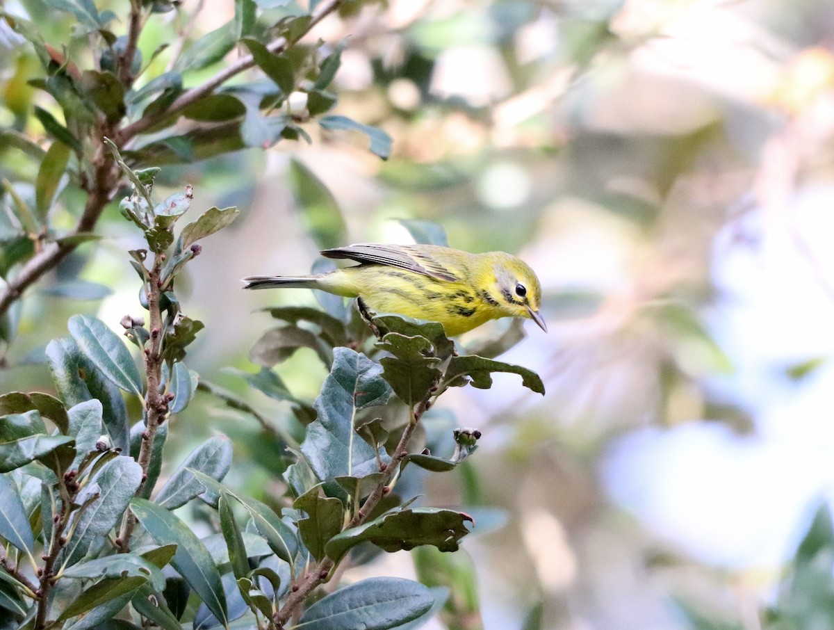 Prairie Warbler - ML646755878