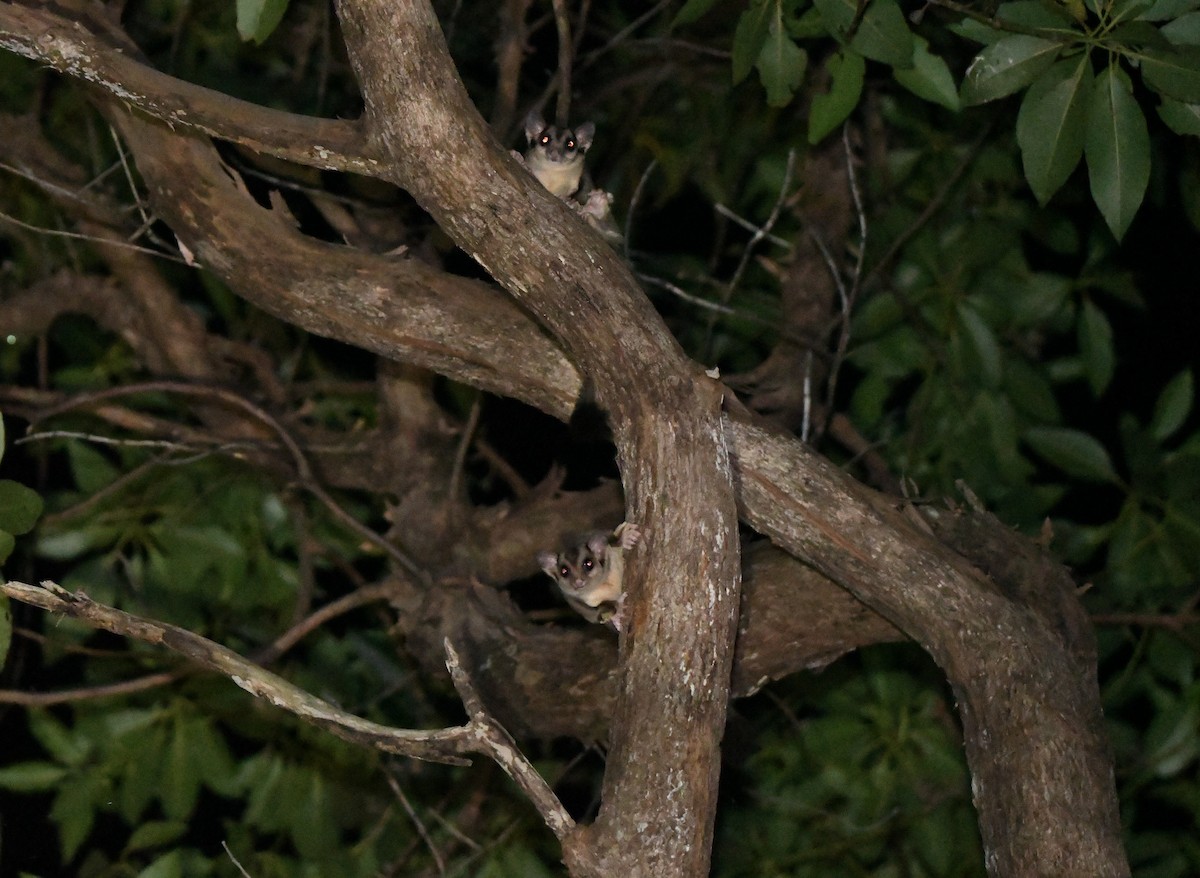 Squirrel Glider - ML646755879