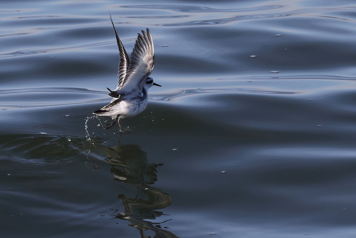 Mendebal-txori mokolodia - ML646755881