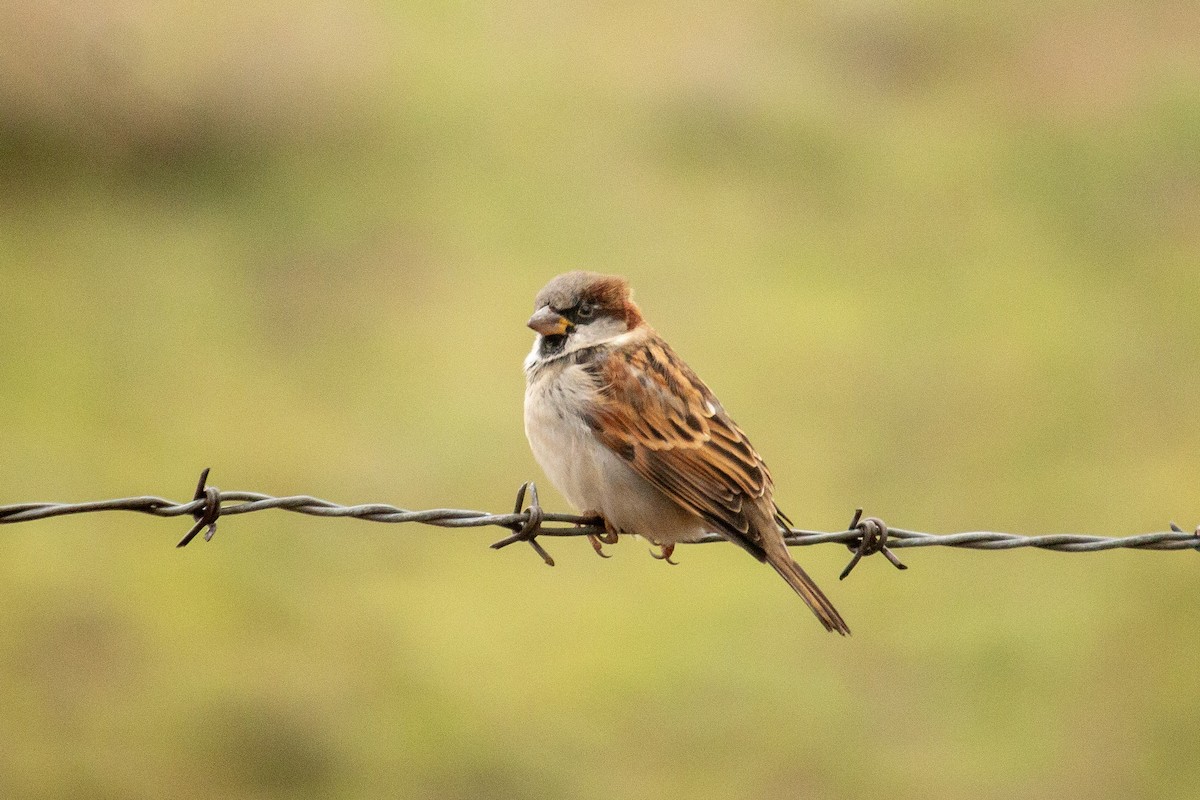 Оронгийн бор шувуу - ML646755884