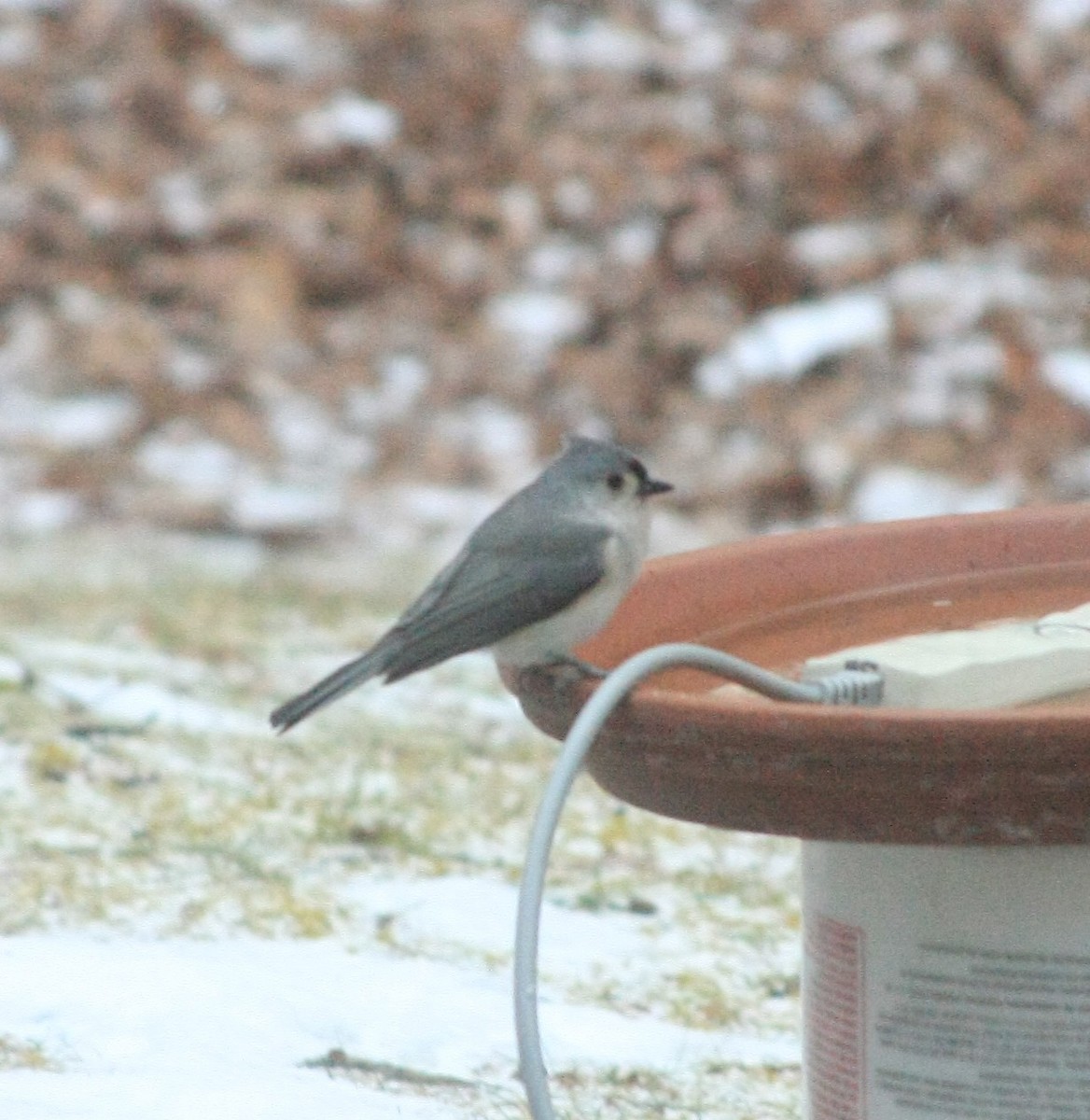 Tufted Titmouse - ML646755892