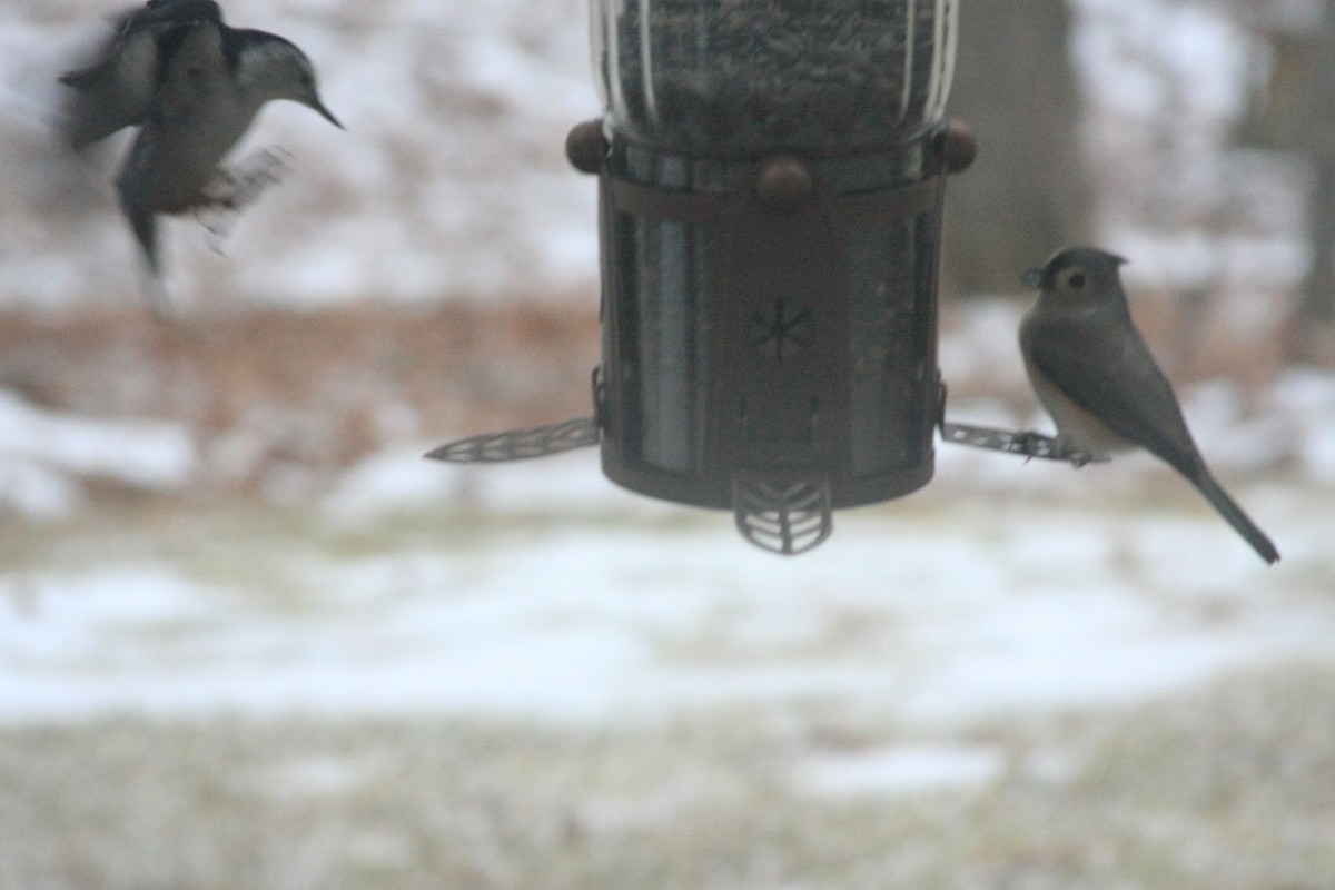 Tufted Titmouse - ML646755893