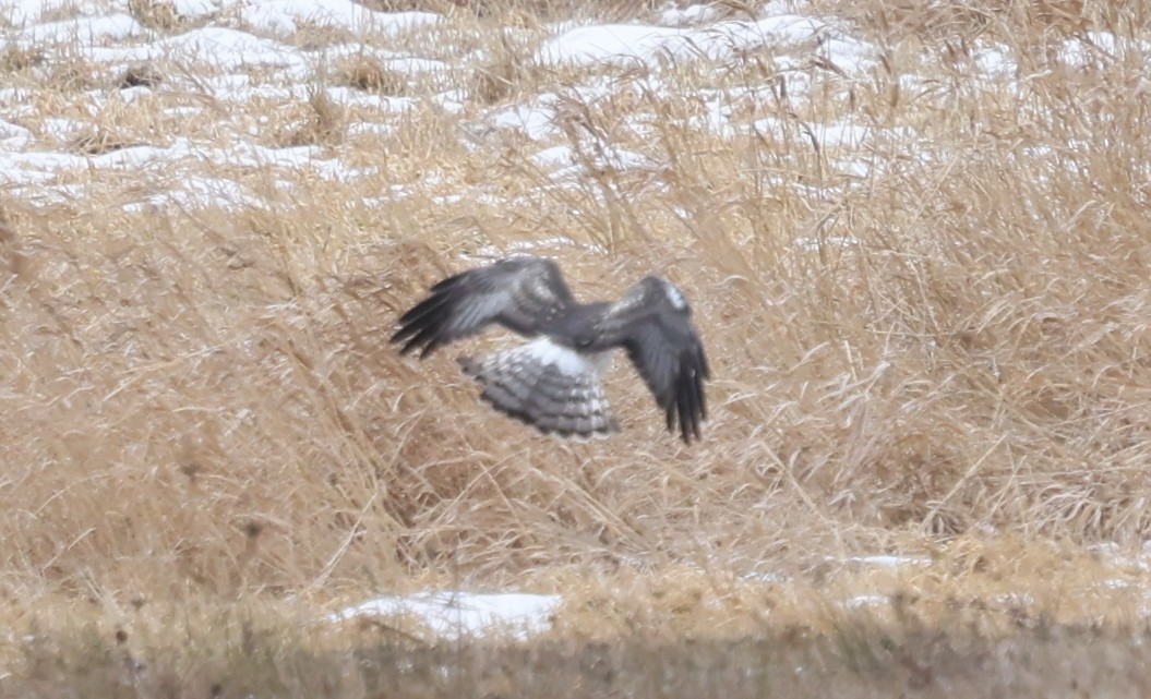 アメリカハイイロチュウヒ - ML646755894