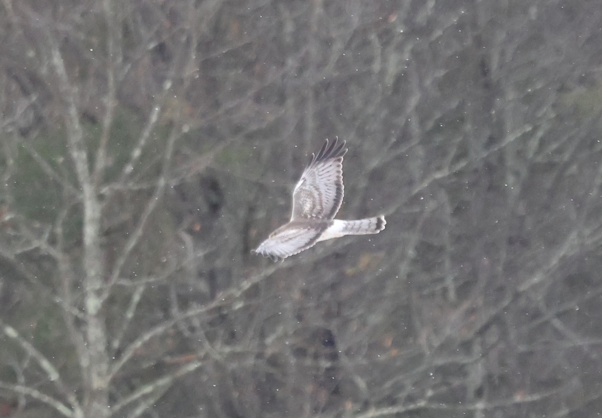 アメリカハイイロチュウヒ - ML646755895