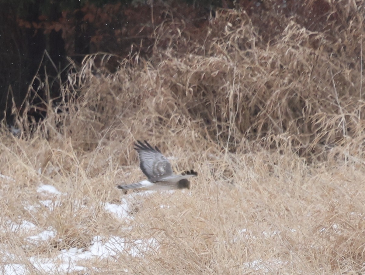 アメリカハイイロチュウヒ - ML646755896