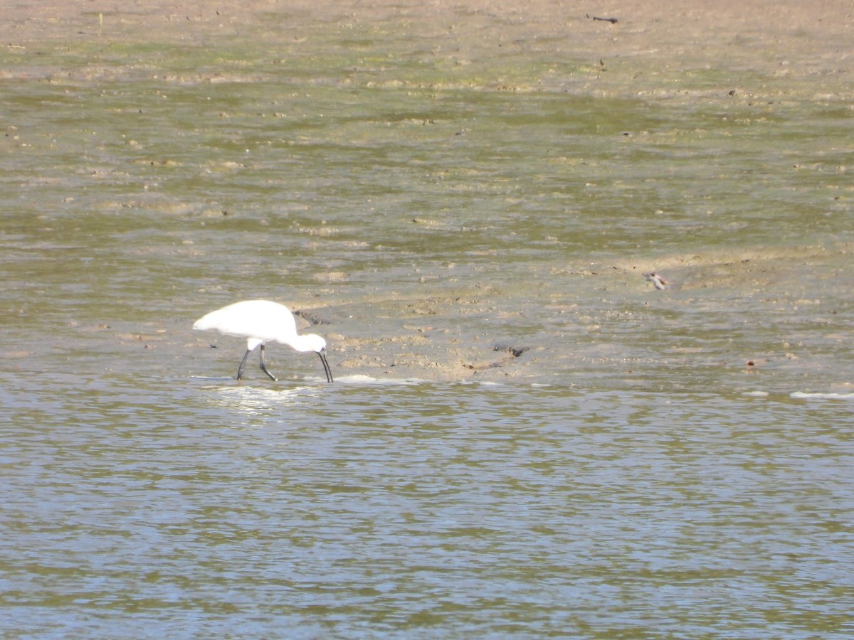 Косар королівський - ML646755897