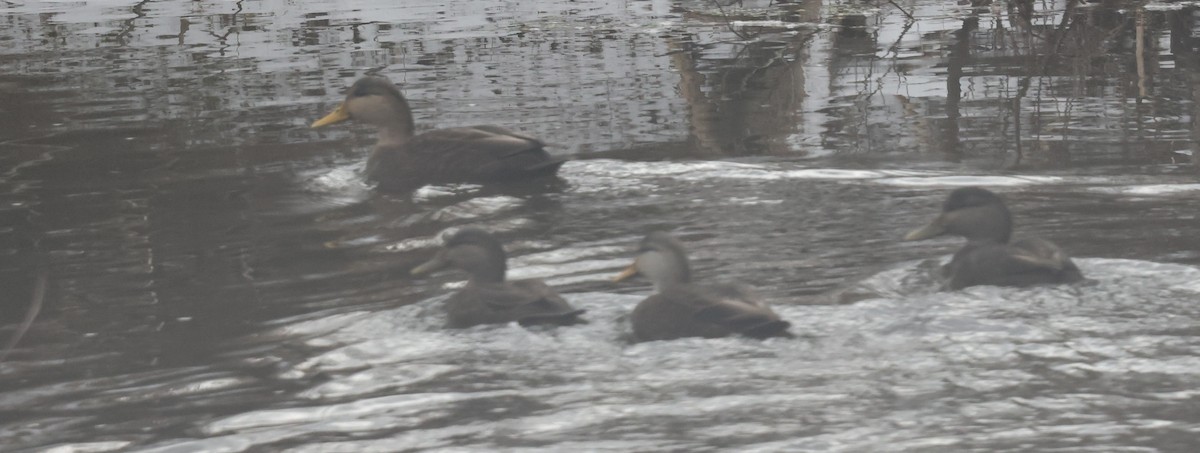American Black Duck - ML646755899