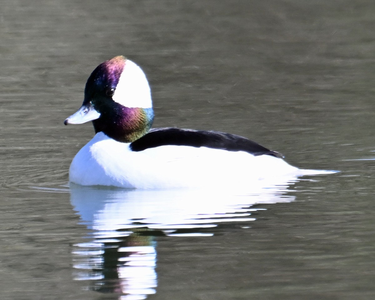 Petit Garrot - ML646755903