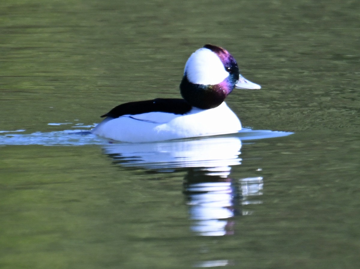 Petit Garrot - ML646755904