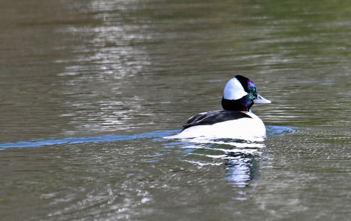 Petit Garrot - ML646755905