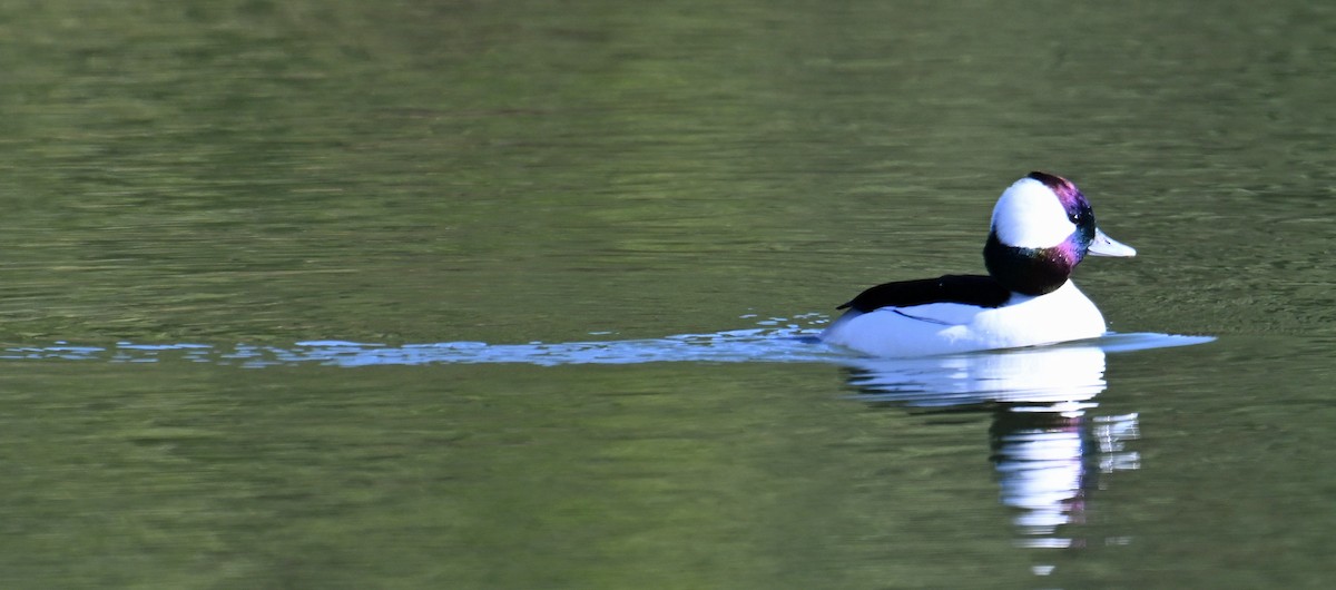 Petit Garrot - ML646755906