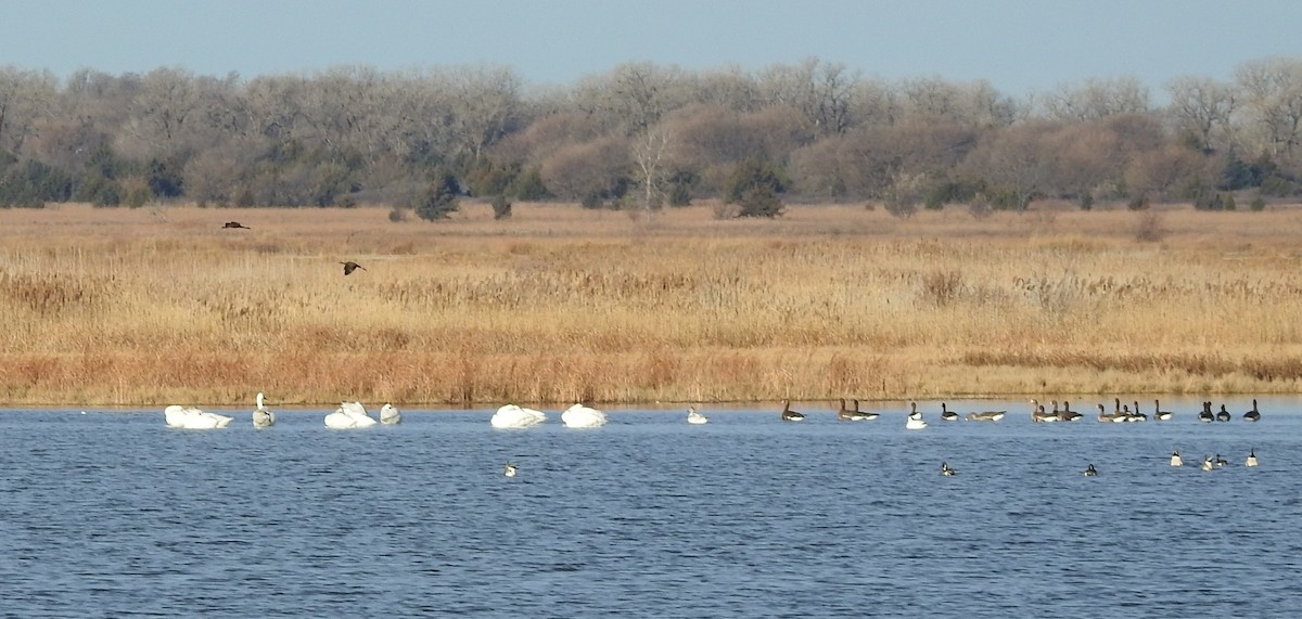 dvergsvane - ML646755907