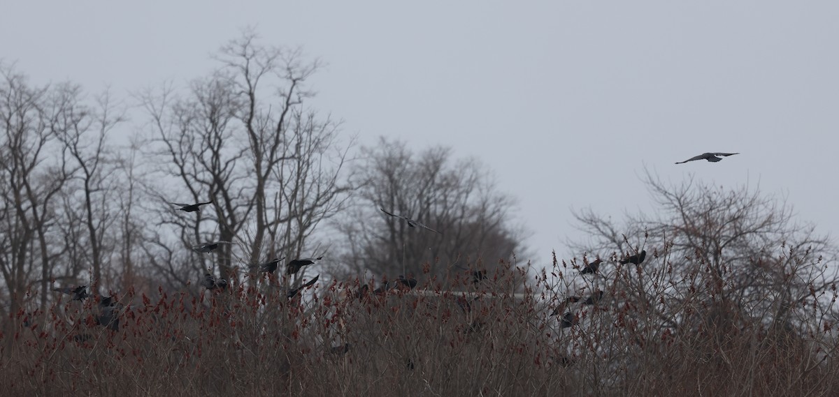 アメリカガラス - ML646755908