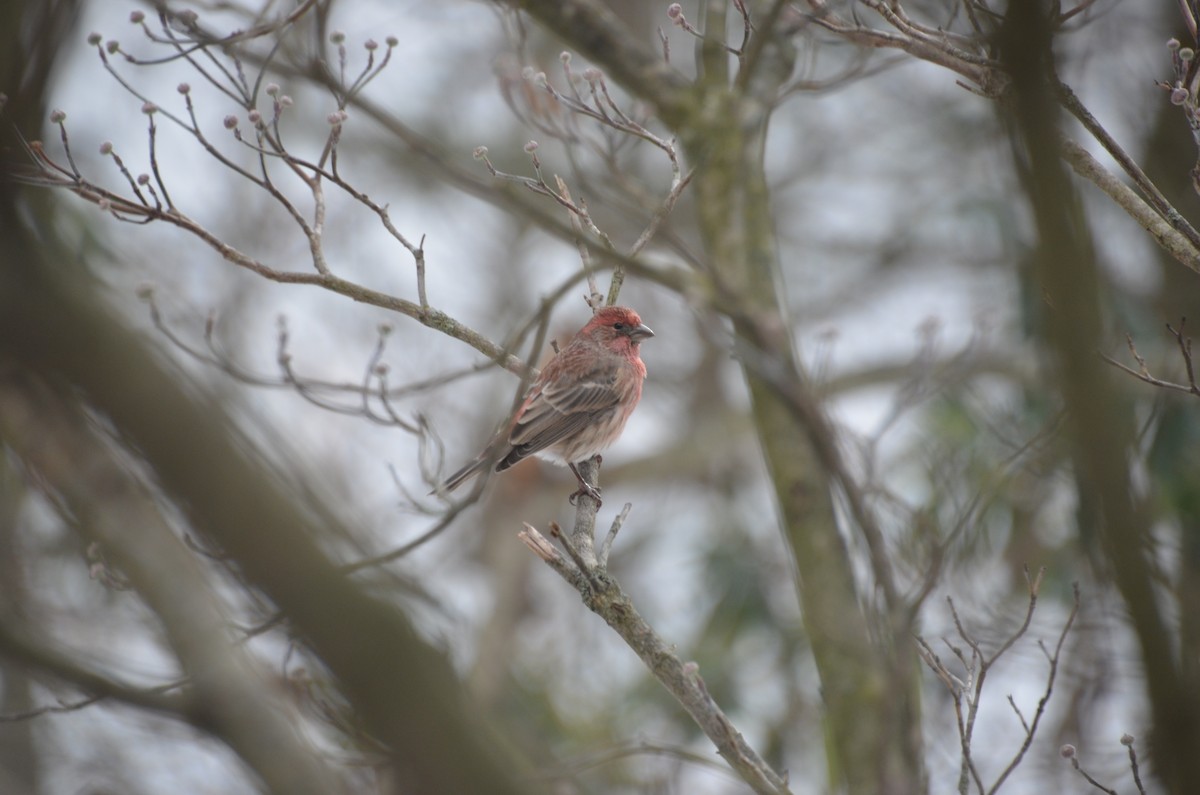 House Finch - ML646755909