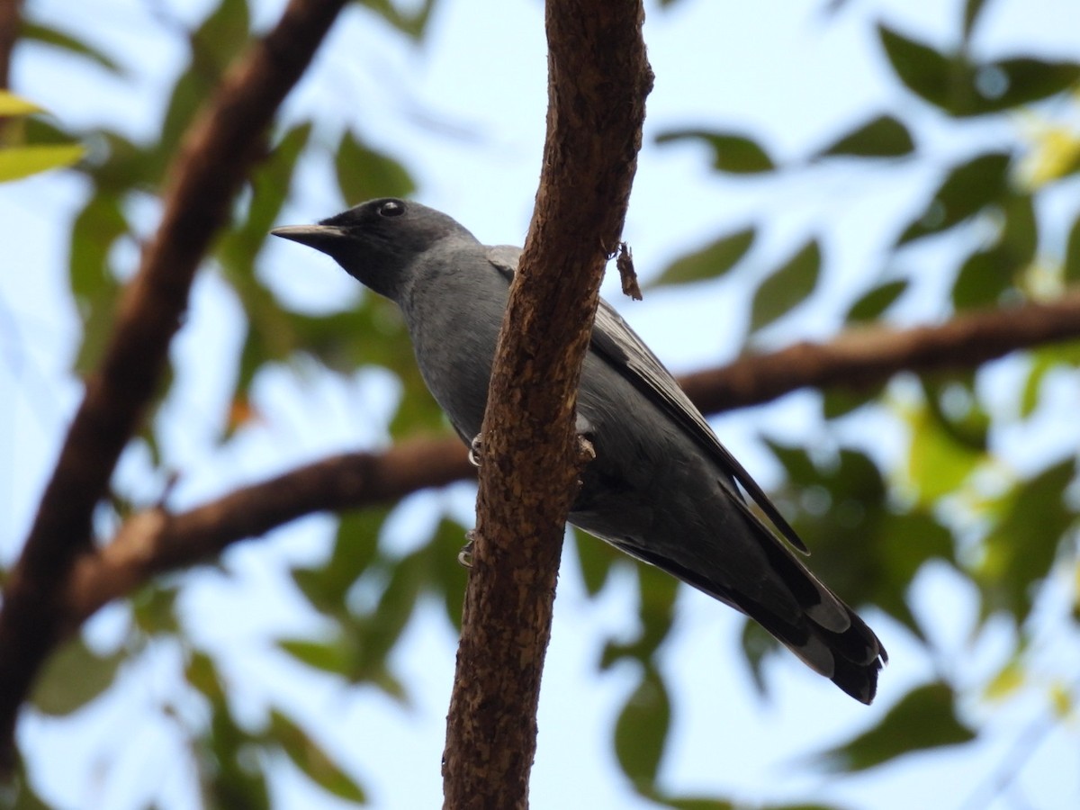 Sahul Cicadabird - ML646755910