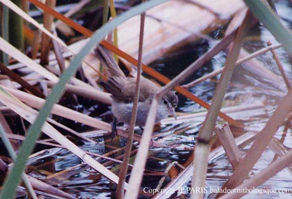 Lesser Swamp Warbler - ML646755911