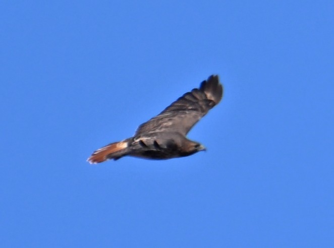 Buse à queue rousse - ML646755912