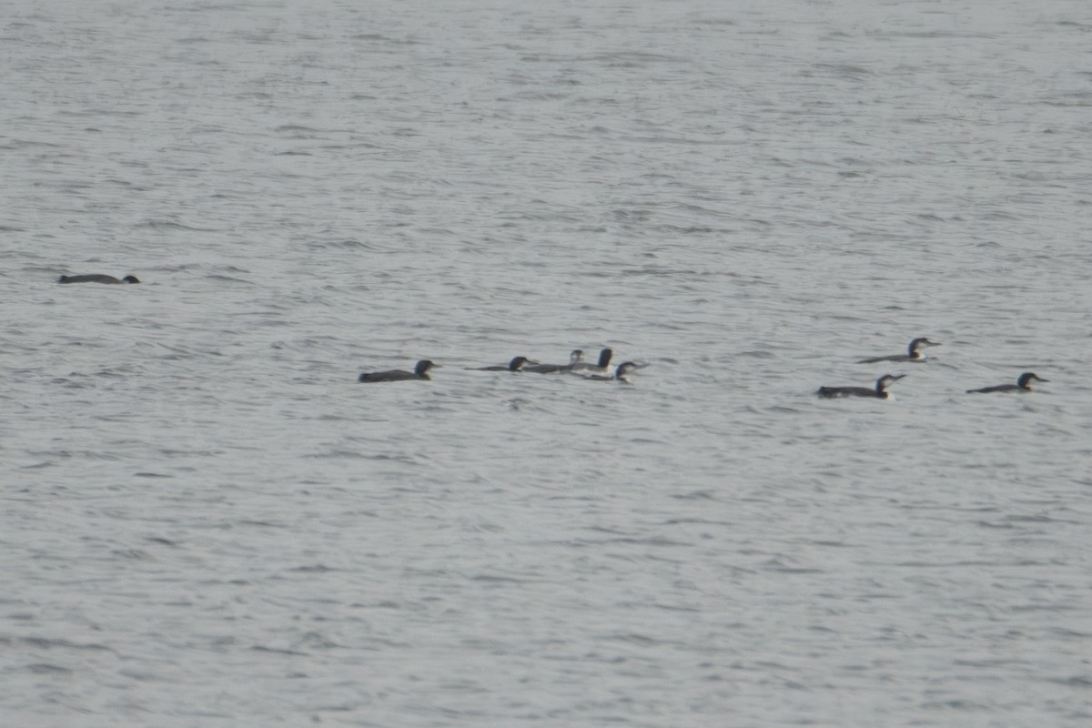 Черноклювая гагара - ML646755913