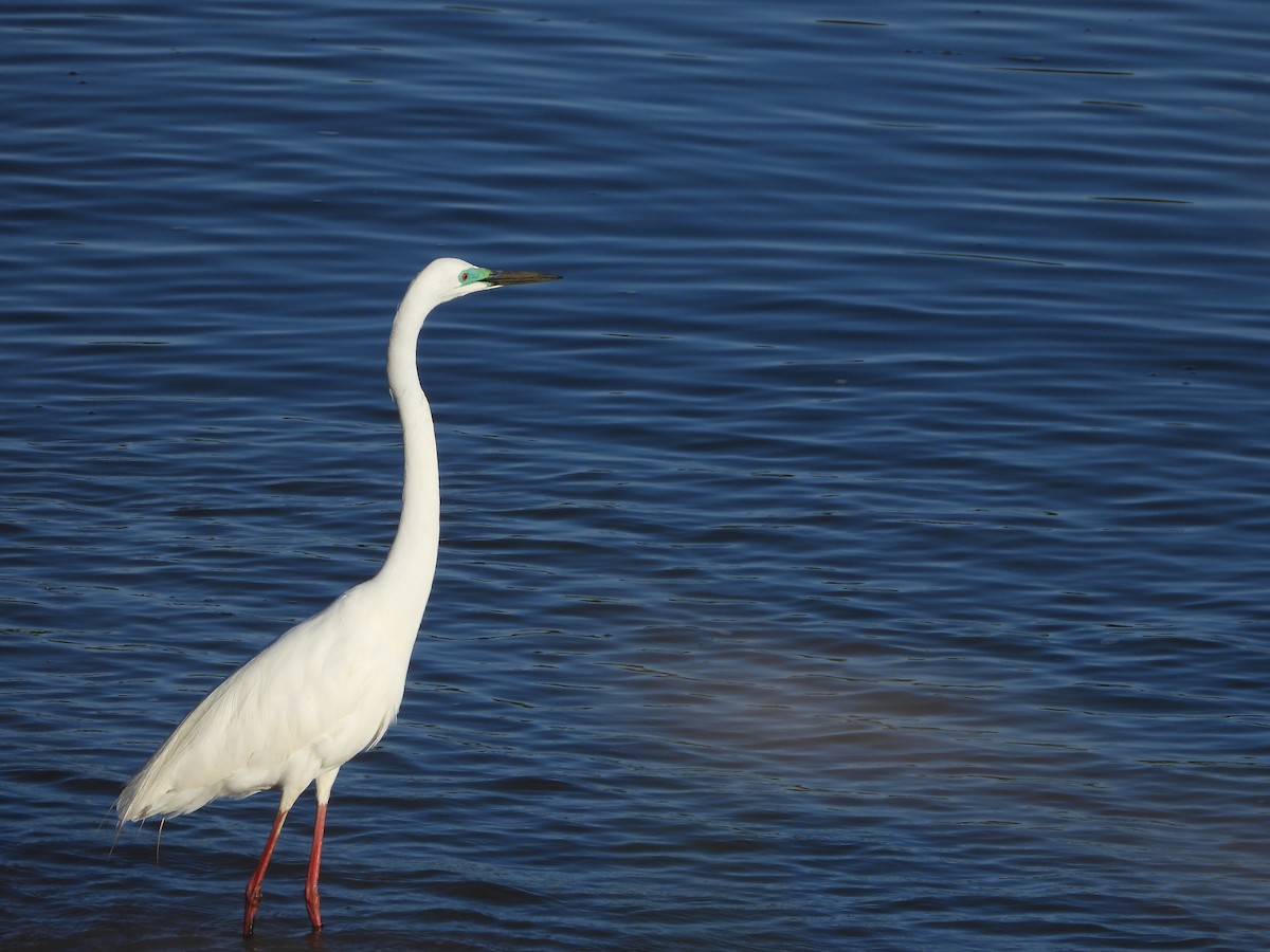 Great Egret - ML646755914