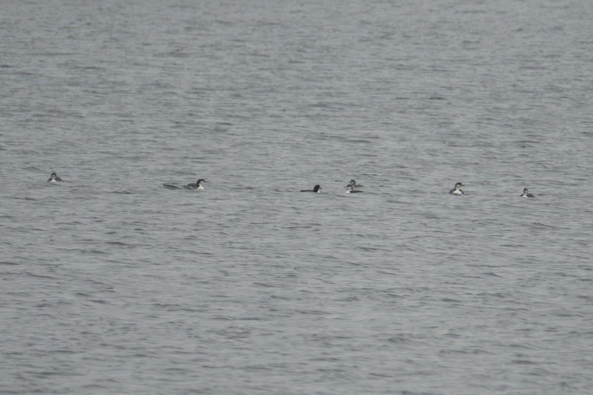 Черноклювая гагара - ML646755915