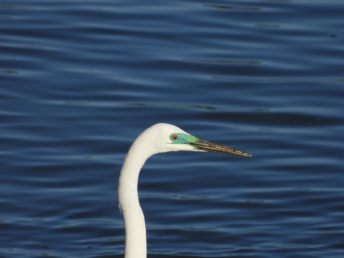 Great Egret - ML646755916