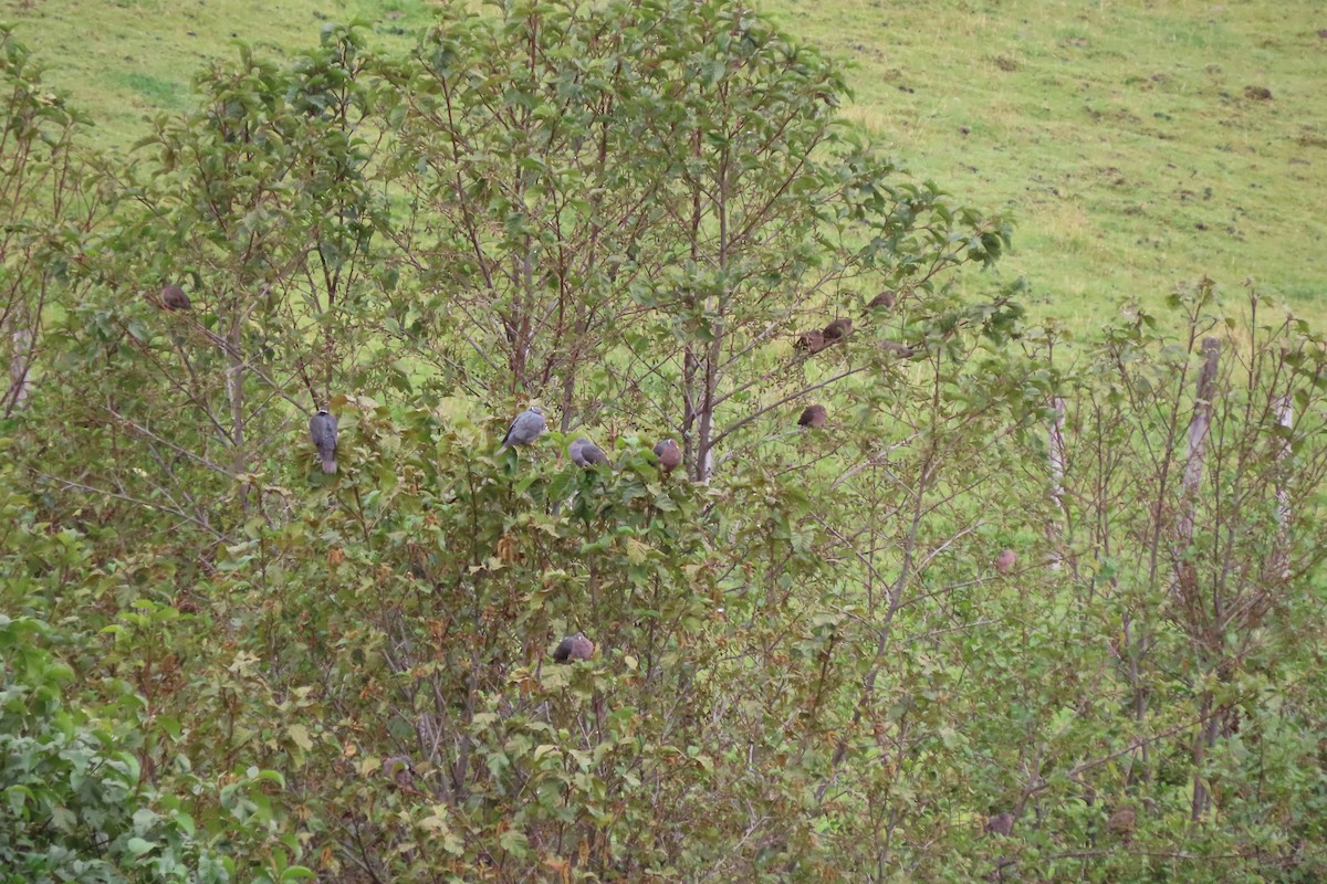 Band-tailed Pigeon - ML646755917