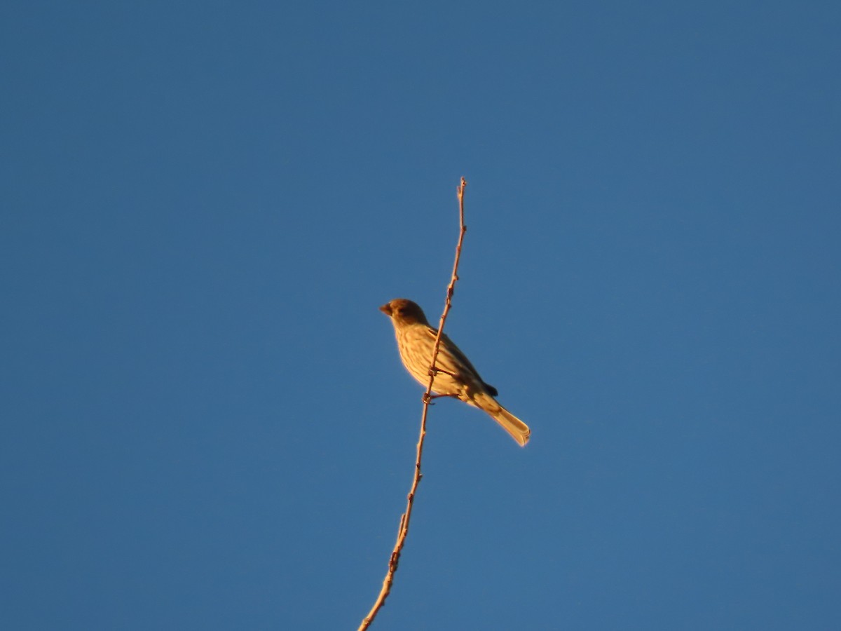 House Finch - ML646755918