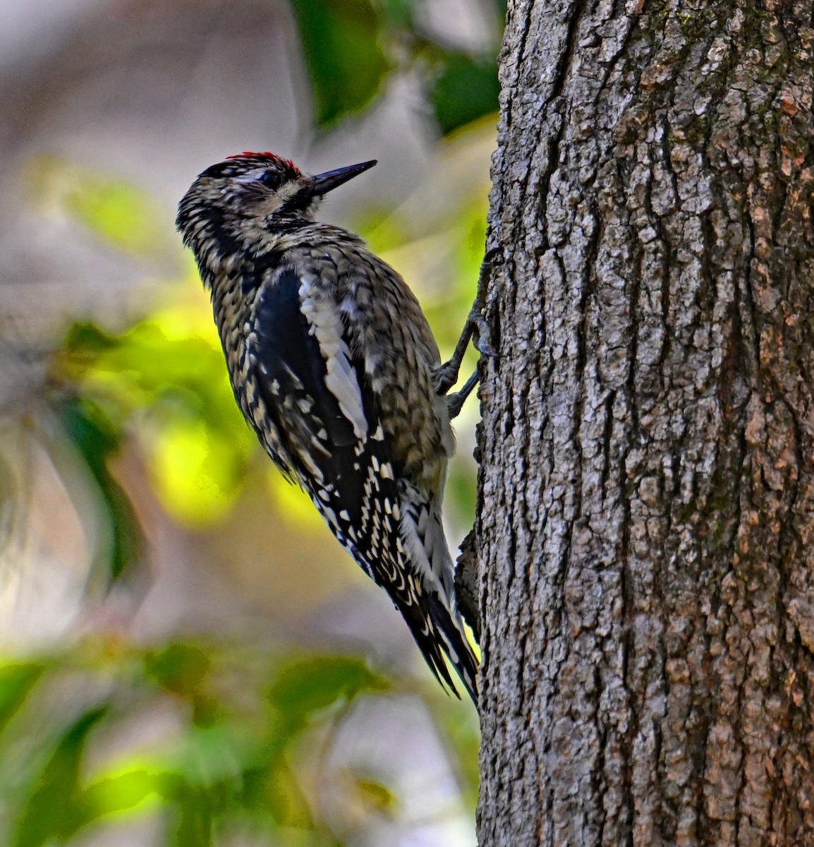 Pic maculé - ML646755923