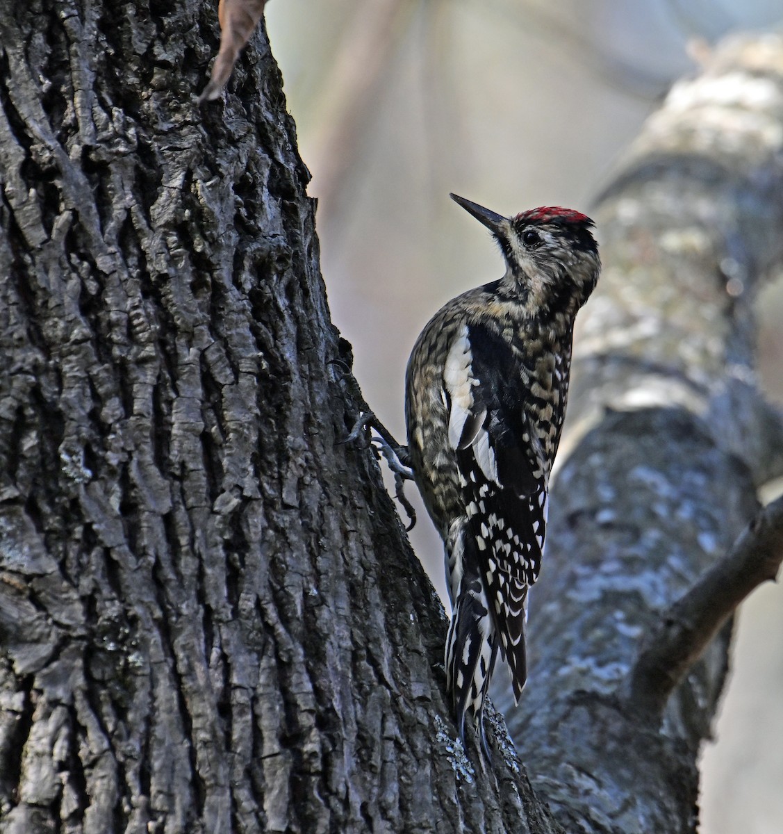 Pic maculé - ML646755924