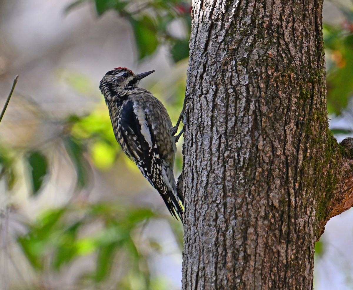 Pic maculé - ML646755925