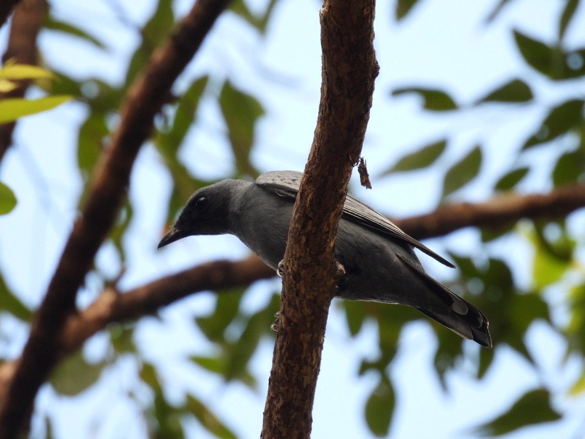 Sahul Cicadabird - ML646755926