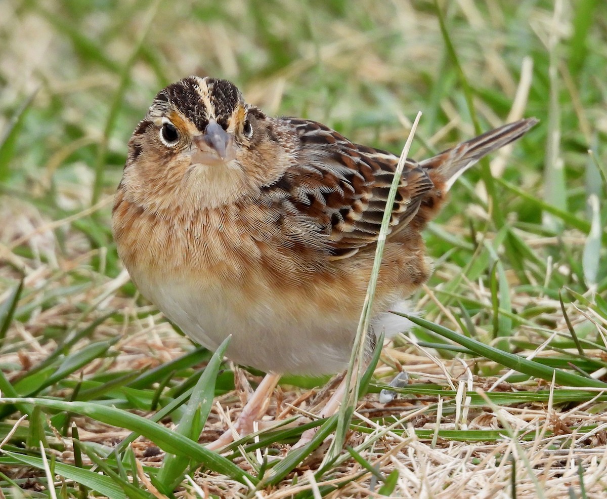 Grasshopper Sparrow - ML646755928