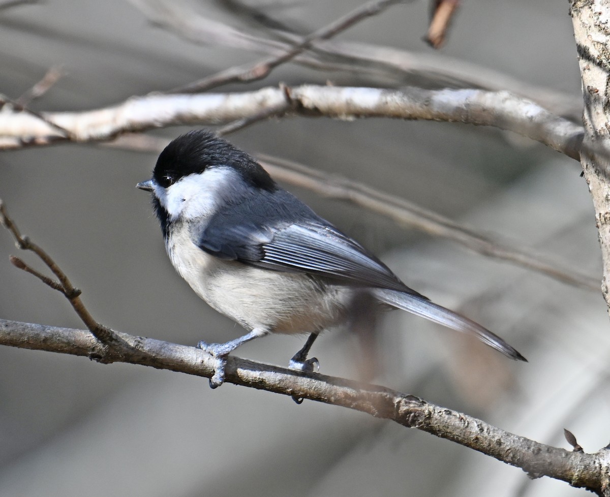 Mésange de Caroline - ML646755930