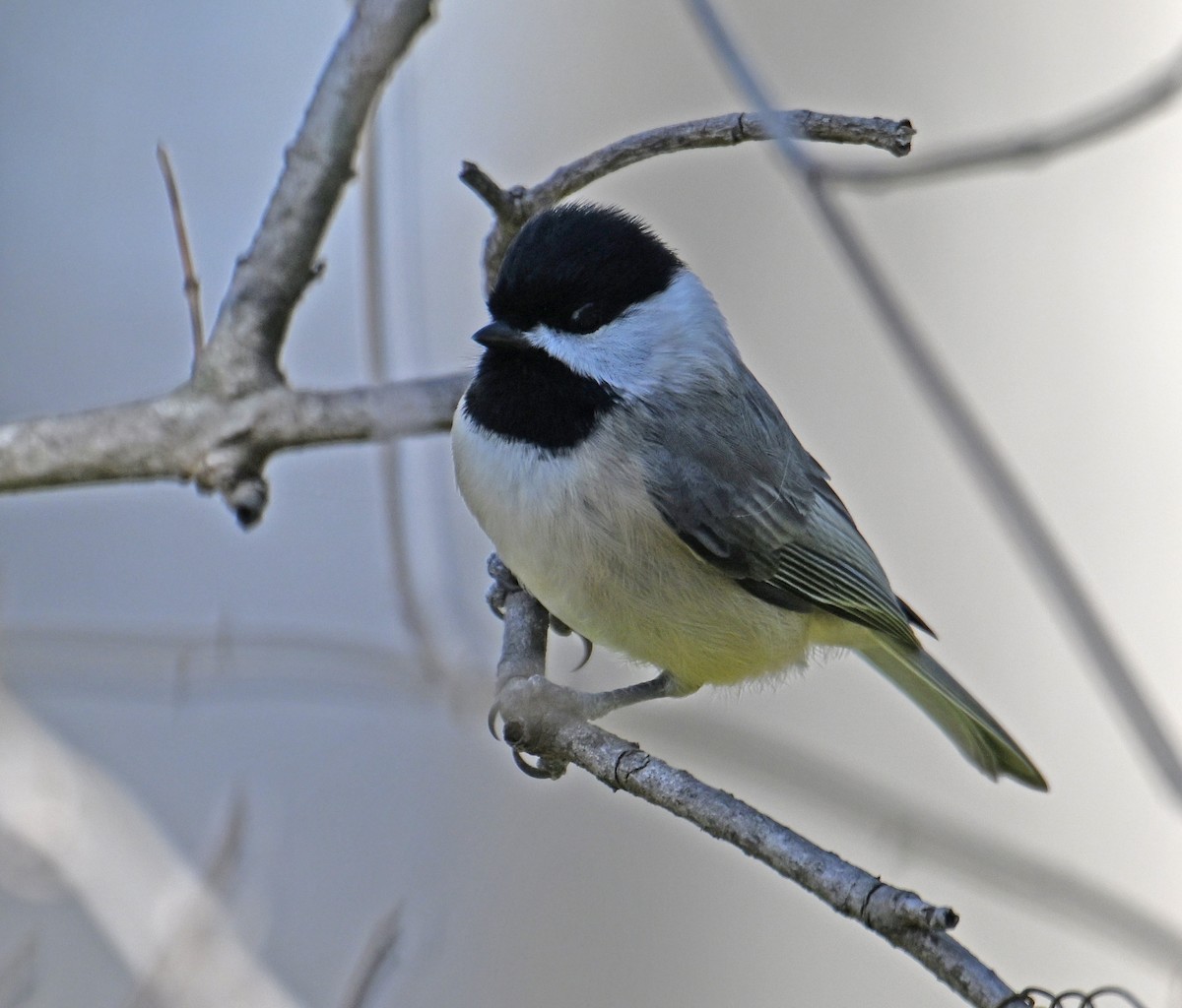 Mésange de Caroline - ML646755931