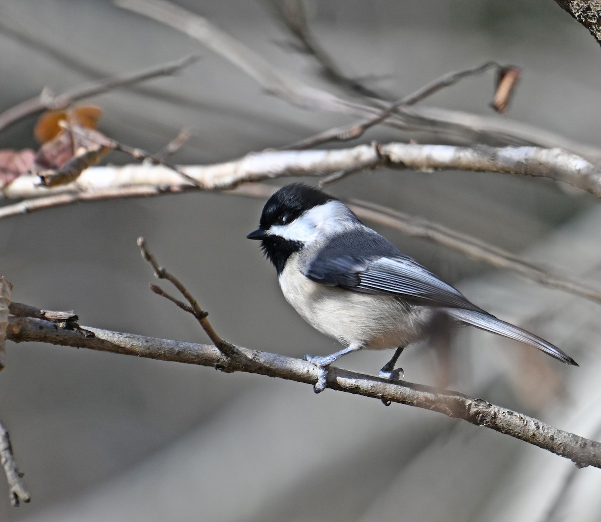 Mésange de Caroline - ML646755932