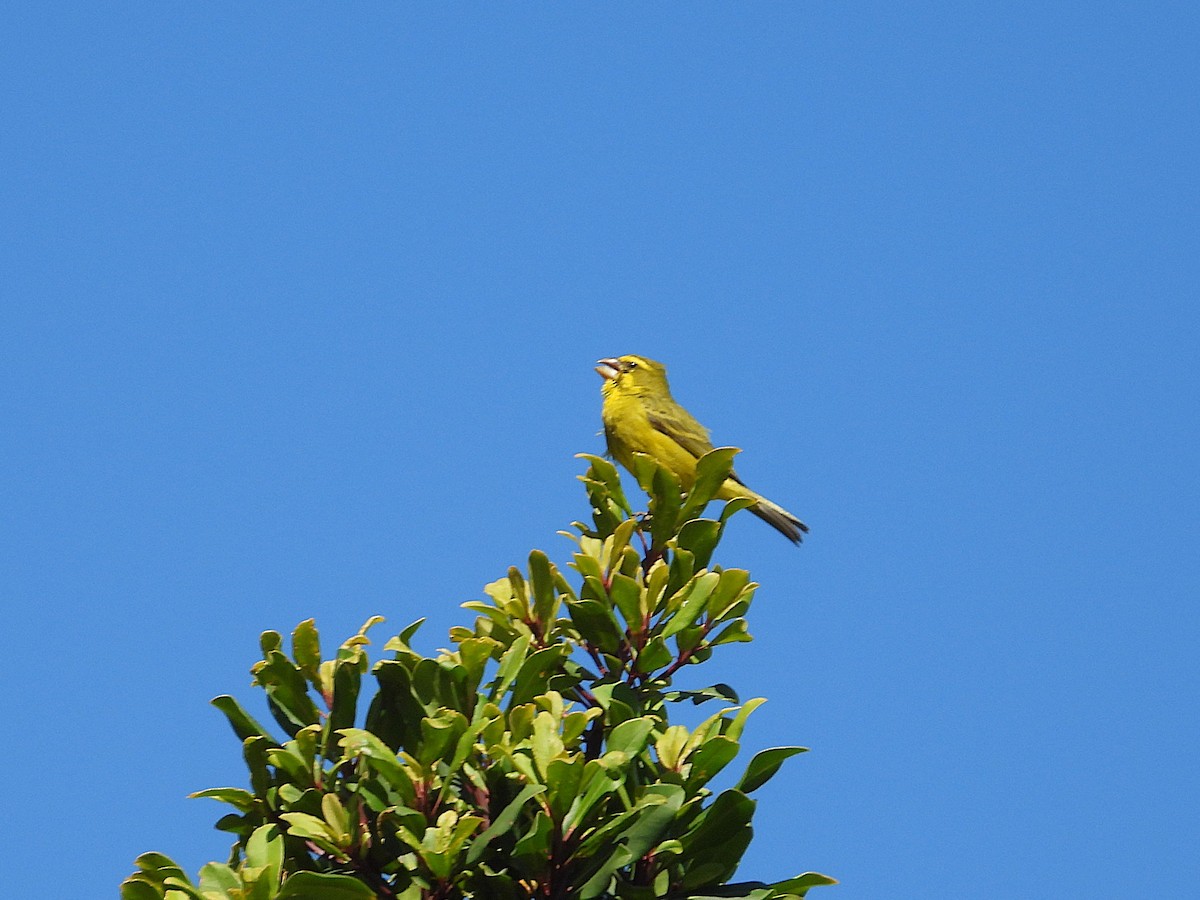 Brimstone Canary - ML646755933