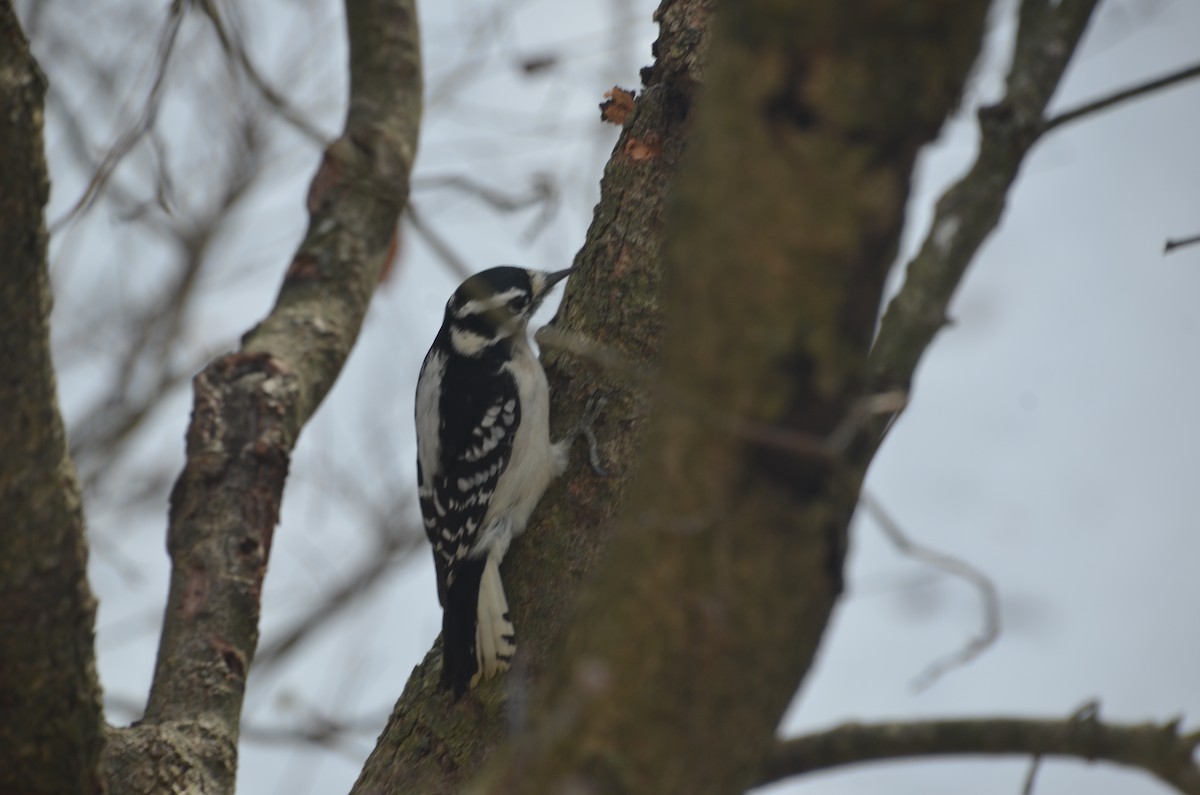 Downy Woodpecker - ML646755934