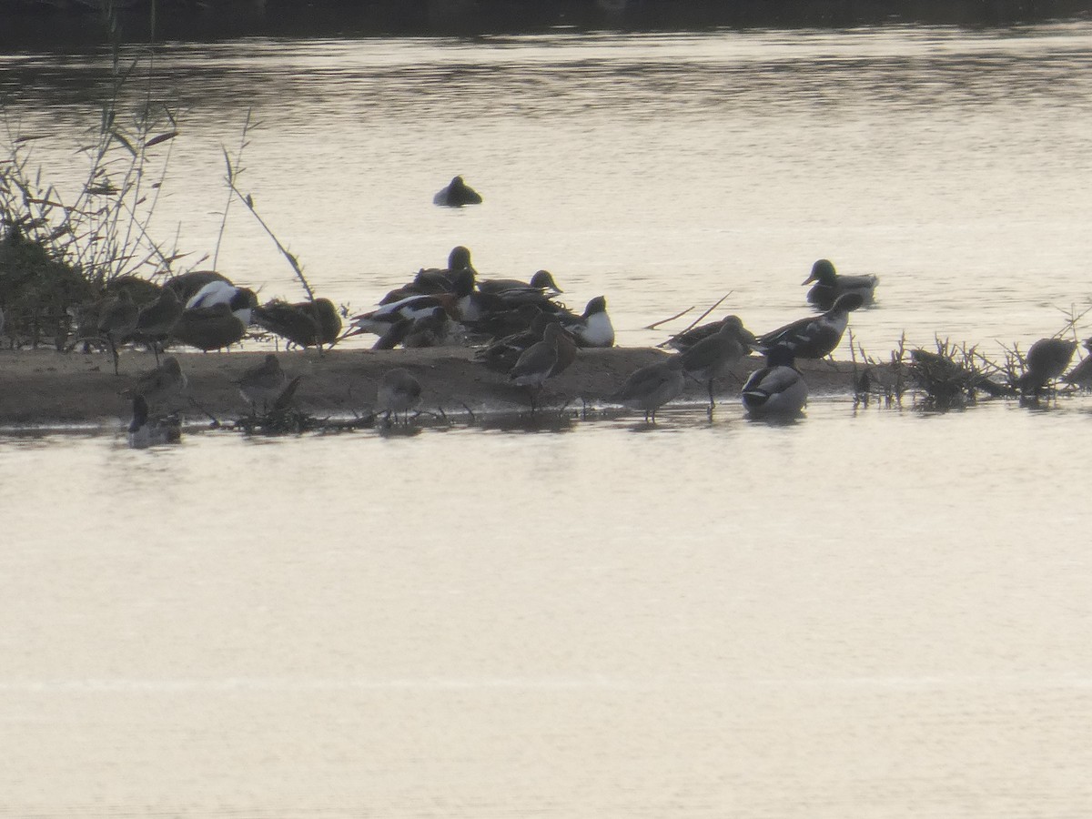 Black-tailed Godwit - ML646755936