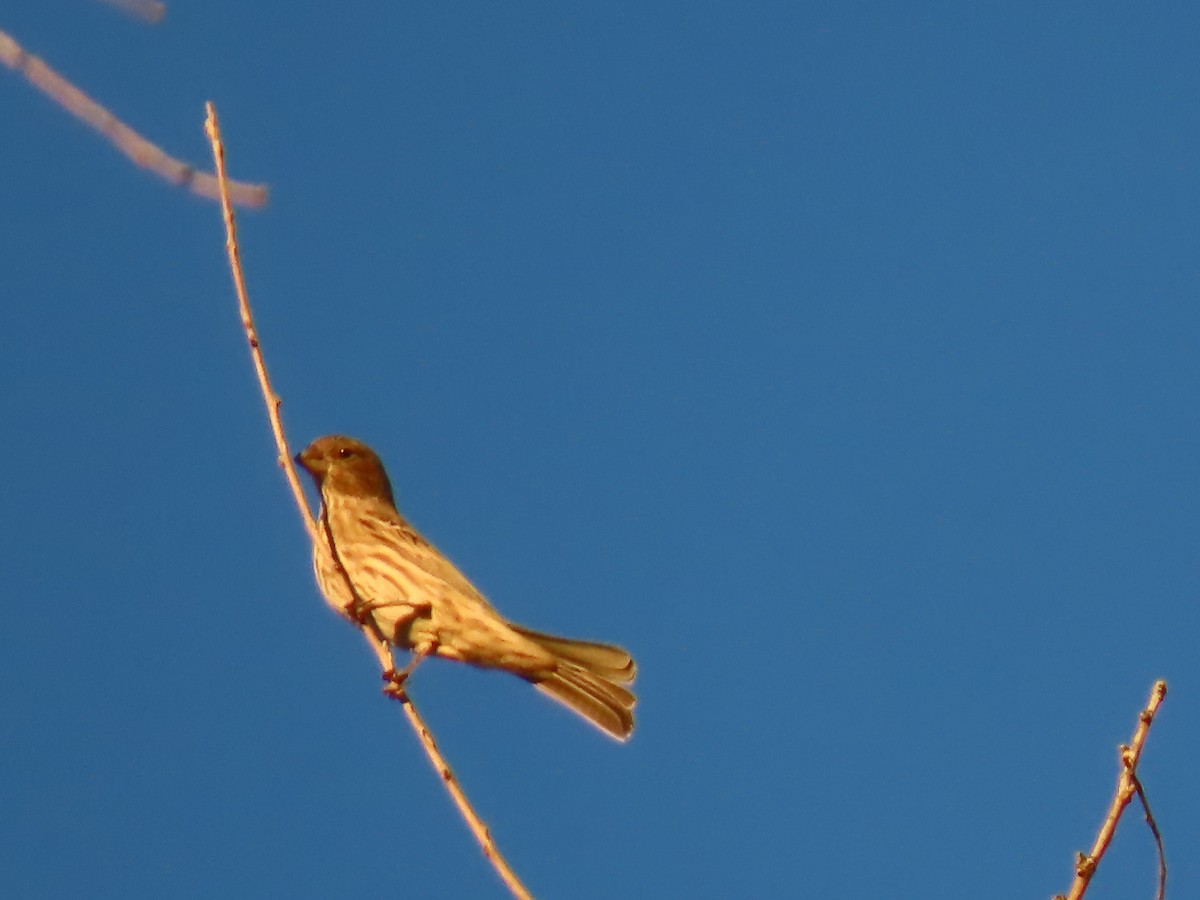 House Finch - ML646755937