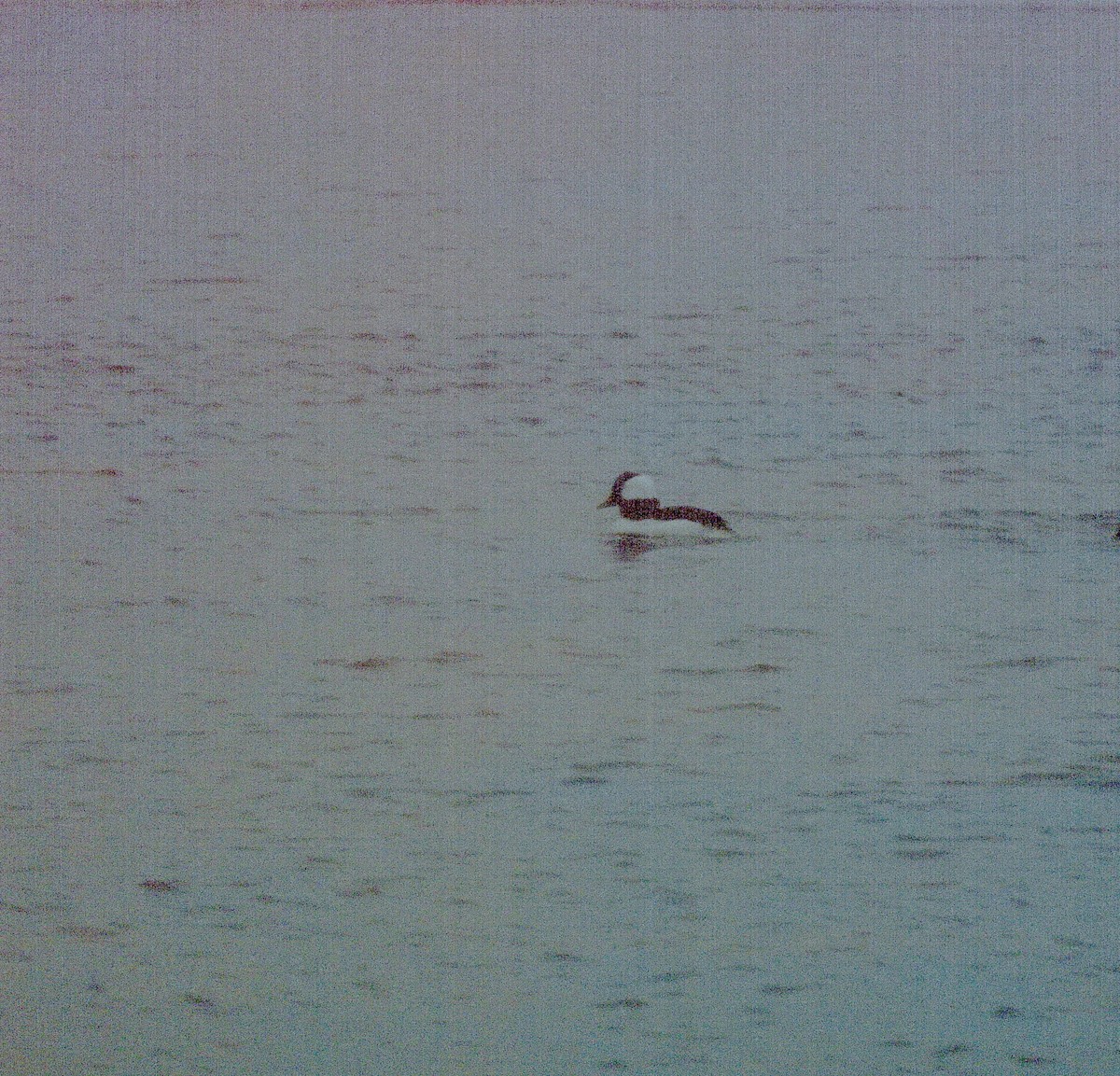 Bufflehead - ML646755939