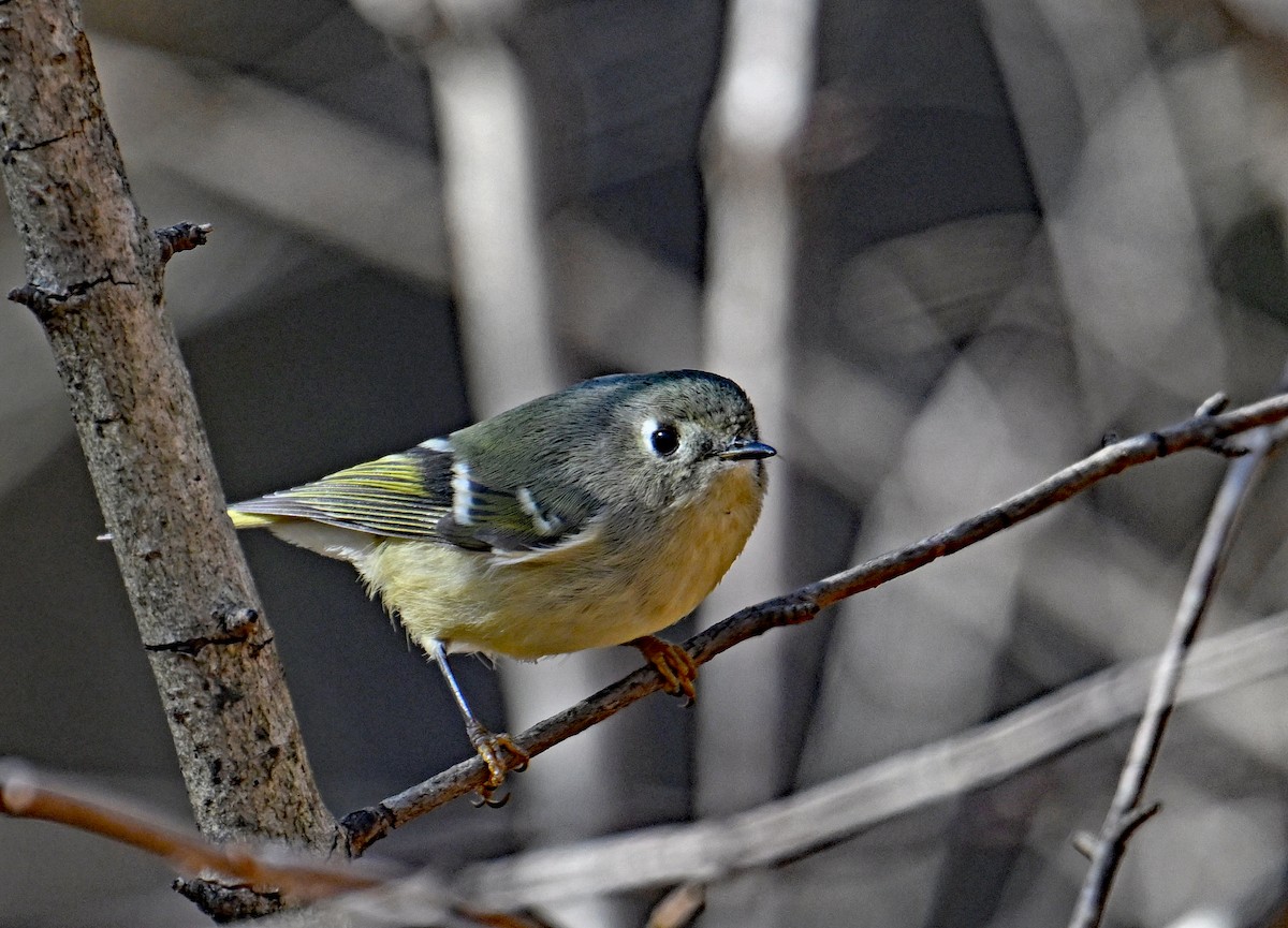 Roitelet à couronne rubis - ML646755940