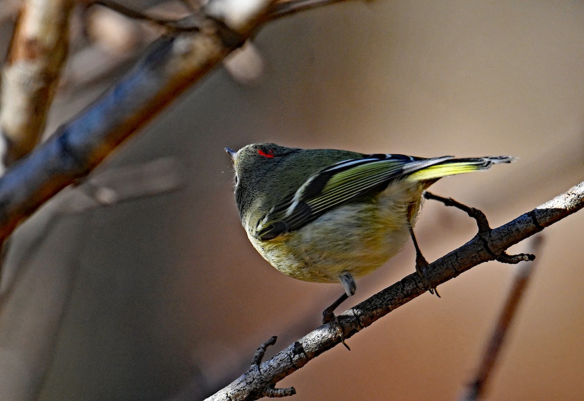Roitelet à couronne rubis - ML646755941